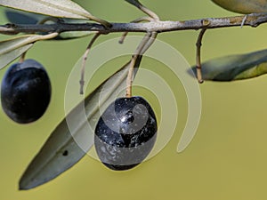 Branch with natural black olive trees and unfocused background