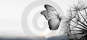 Natural black and white background. Morpho butterfly and dandelion. Seeds of a dandelion flower in droplets of dew on a background