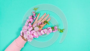 Natural blooming sakura branches with lush flowers in pink sleeve on a woman\'s hand. Greenish-blue background