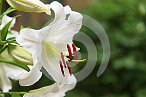 Natural blooming white lily flowers