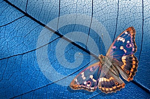 Natural blue background. bright blue tropical butterfly and skeletonized leaves. Purple emperor butterfly Apatura iris.  copy sp