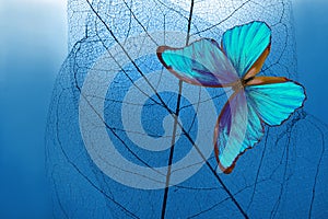 Natural blue background. bright blue tropical morpho butterfly and skeletonized leaves. copy space