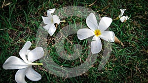 White flowers on the grass photo