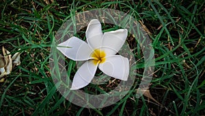 White flower on green grass photo
