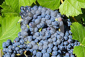 Natural Blue Grapes Harvest