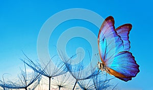 Natural blue pastel background. Morpho butterfly and dandelion. Seeds of a dandelion flower in drops of water on a background of s