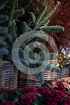 Natural blue spruce twigs in wicker baskets at the greek garden shop counter in December. Decorations for the New Year