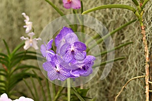 Natural blue and white bunch of orchids