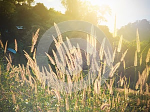 Natural blur and soft grasses