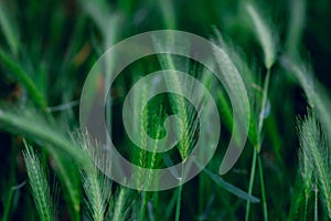 Natural blurred background with green triticale plants photo