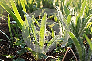 Natural blurred floral background with drops and bokeh, Birth of a new life in the spring garden. Fern runs in the sun, selective