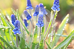 Natural blurred floral background with drops and bokeh, The birth of a new life in the spring garden. Muscari run in the sun,