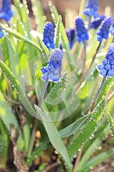 Natural blurred floral background with drops and bokeh, The birth of a new life in the spring garden. Muscari run in the sun,