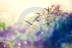 Natural bokeh from bamboo leaf, abstract and soft color style