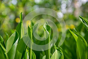 Natural bokeh outdoor background in green tones. Lily of the valley leaves in a forest clearing.