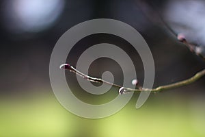 Natural bokeh of young buds for poetic springtime view photo