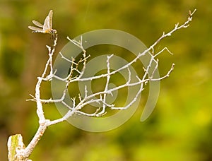 Natural Bonsai