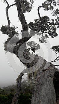 Natural bonsai decades ago at an altitude of thousands of meters above sea level