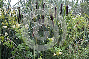 Natural bouquet of reed and various bushes on humid soil