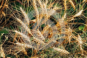 natural bouquet of wild flowers and wheat on a fresh summer meadow close-up shot