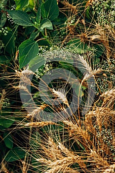 natural bouquet of wild flowers and wheat on a fresh summer meadow close-up shot