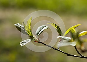 Natural branch of bushes