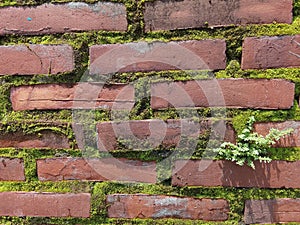 Natural brick wall muddled