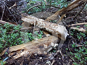 Natural Bridge Circuit, Springbrook