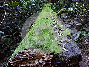 Natural Bridge Circuit, Springbrook