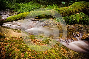 A natural bridge full of moss formed by the trunk of a tree fallen over a creek