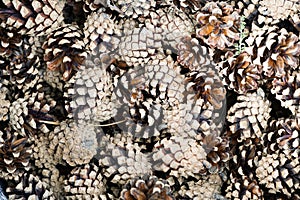 Natural brown background pine cones