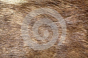 Natural brown fur texture