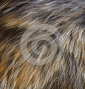 Natural brown fur texture close-up