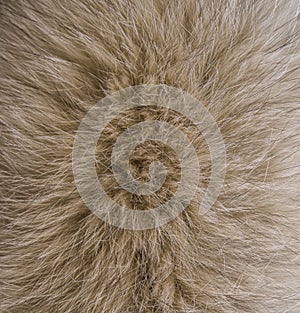 Natural brown fur texture close-up