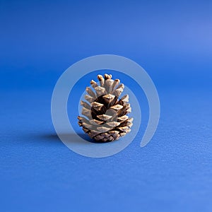 The natural brown tones of the pine cone highlighting its structure