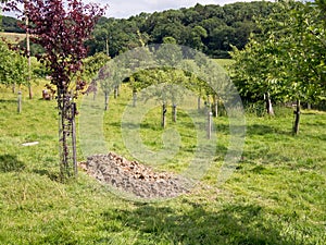 Natural Burial Ground photo