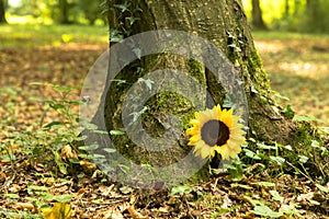 Natural burial, peaceful forest in Germany