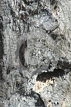 Natural Burn Tree Trunk Texture Macro shot