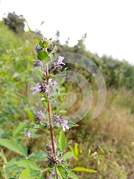 Natural buty tree colour photo