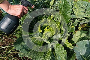 Natural cabbage treatment, spraying a natural mixture on the foliage to repel caterpillars and worms, pieris brassicae. Spray of