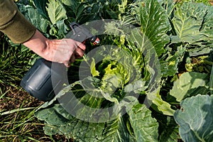 Natural cabbage treatment, spraying a natural mixture on the foliage to repel caterpillars and worms, pieris brassicae. Spray of