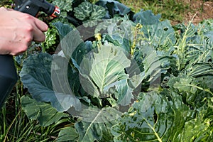 Natural cabbage treatment, spraying a natural mixture on the foliage to repel caterpillars and worms, pieris brassicae. Spray of