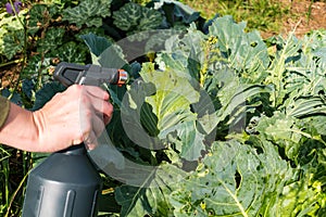 Natural cabbage treatment, spraying a natural mixture on the foliage to repel caterpillars and worms, pieris brassicae. Spray of