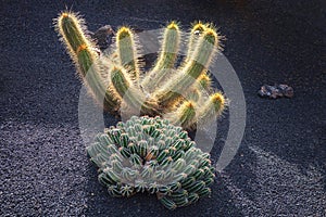 Natural cactus in the Cesar Manrique botanical garden, located in the town of Guatiza, north of Lanzarote (Spain photo