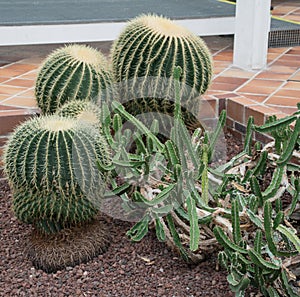 Natural cactus garden or terrace decoration photo