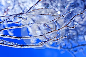 Natural calamity in Canada with frozen buds and icicles hanging from tree branches. Real ice sprouts in the cold Canadian spring.