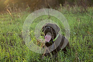 Natural Cane Corso Puppy lies on grass photo