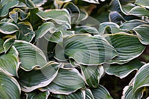 Natural carpet of hosta leaves