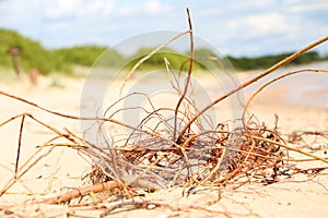 Natural chaos on a sandy beach after a storm