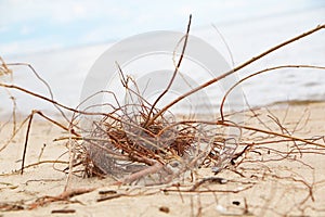 Natural chaos on a sandy beach after a storm